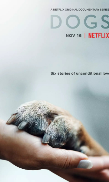 爱犬情深第一季封面图