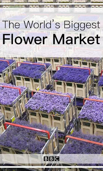 世界上最大的鲜花市场封面图