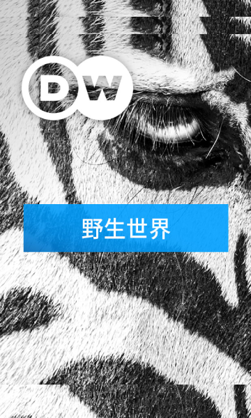 走向野外封面图