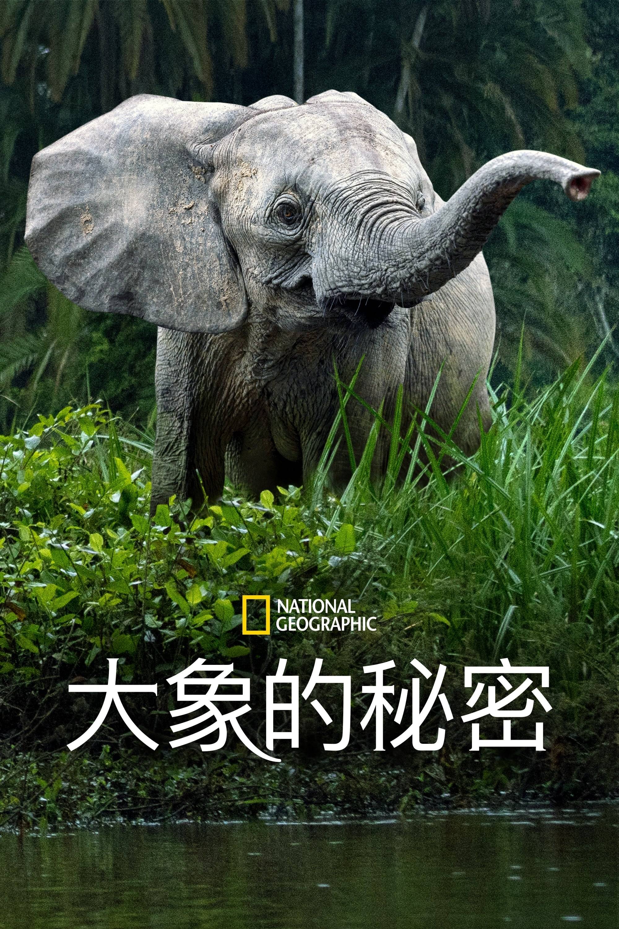大象的秘密封面图