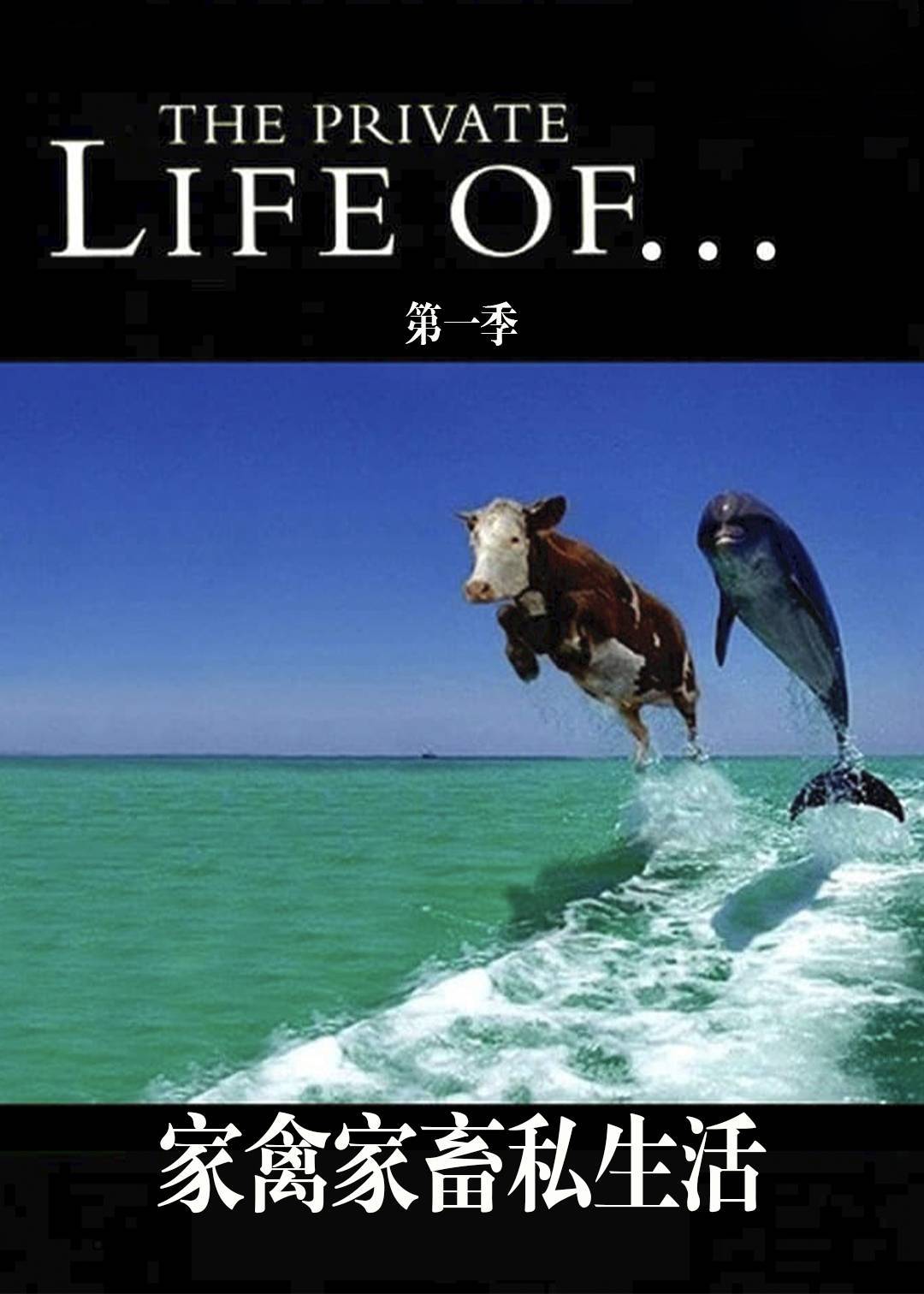 家禽家畜私生活第一季封面图