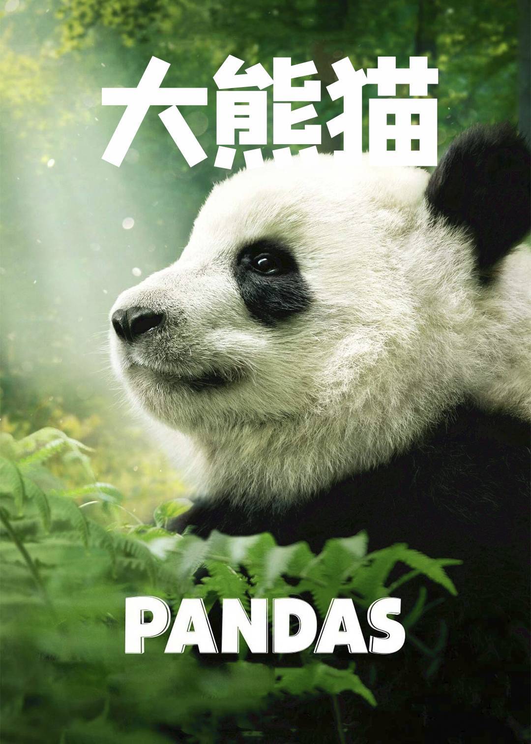 大熊猫封面图