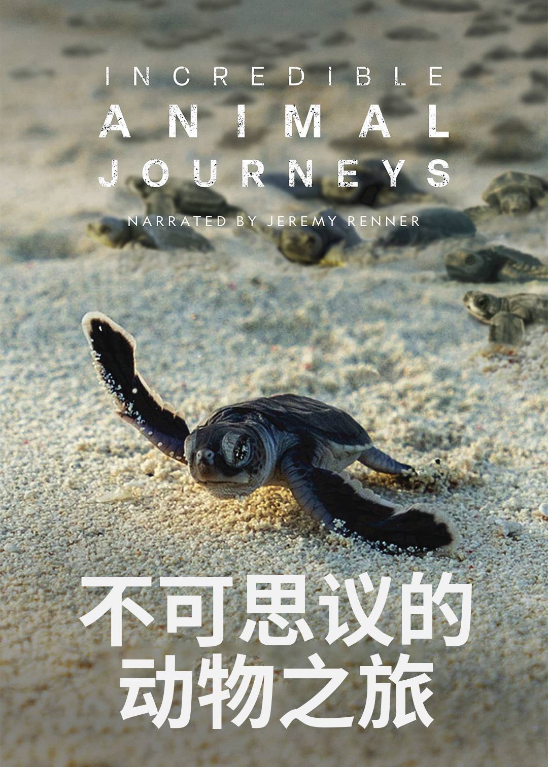 生灵奇旅封面图