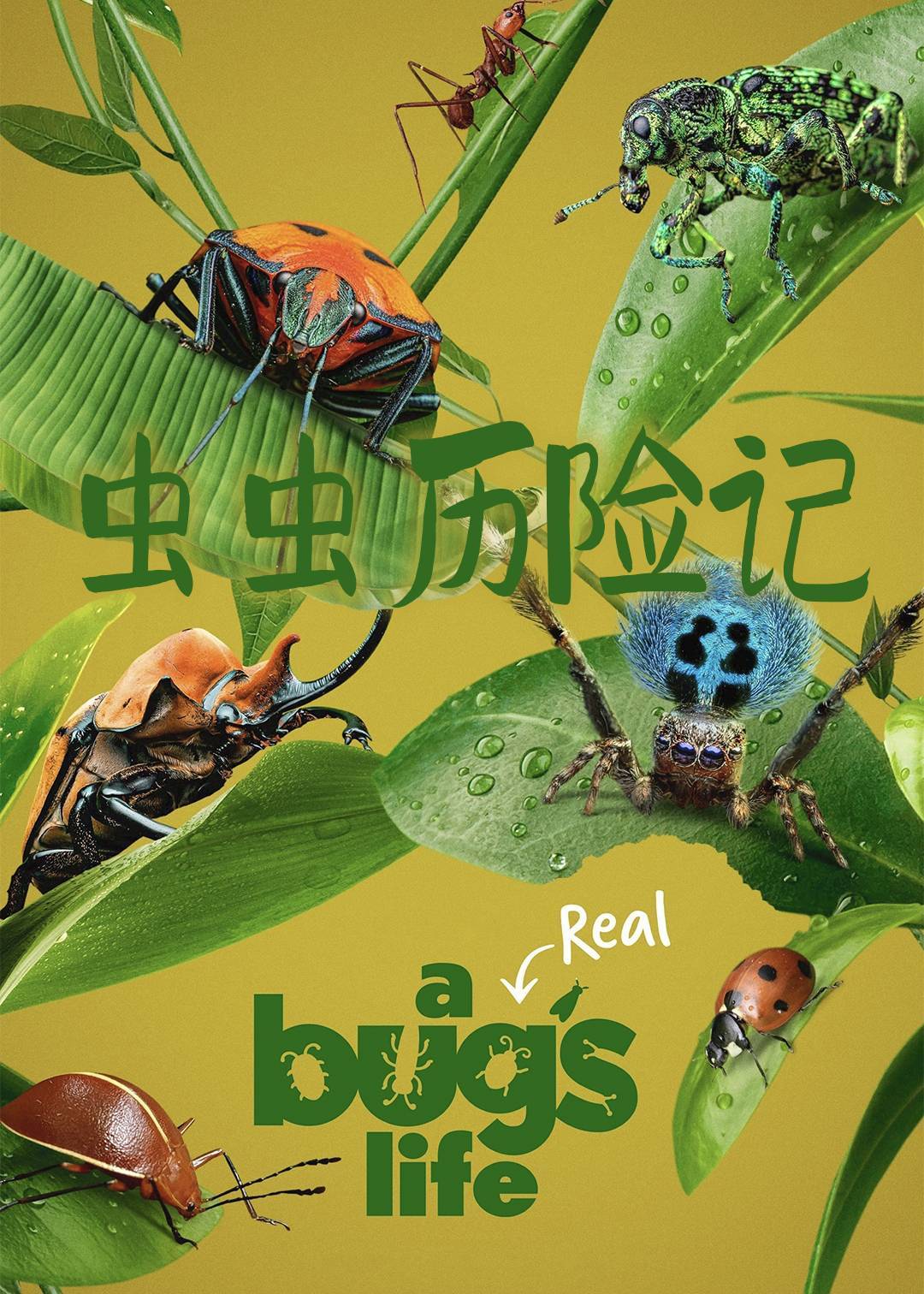 虫虫历险记封面图