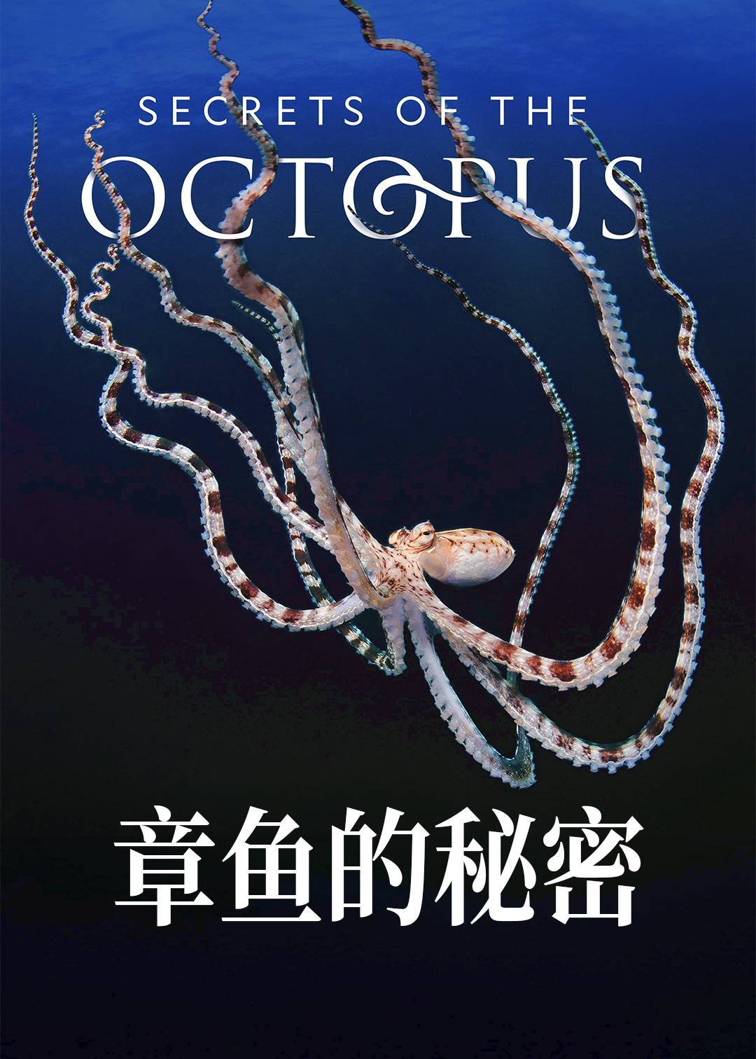 章鱼的秘密封面图