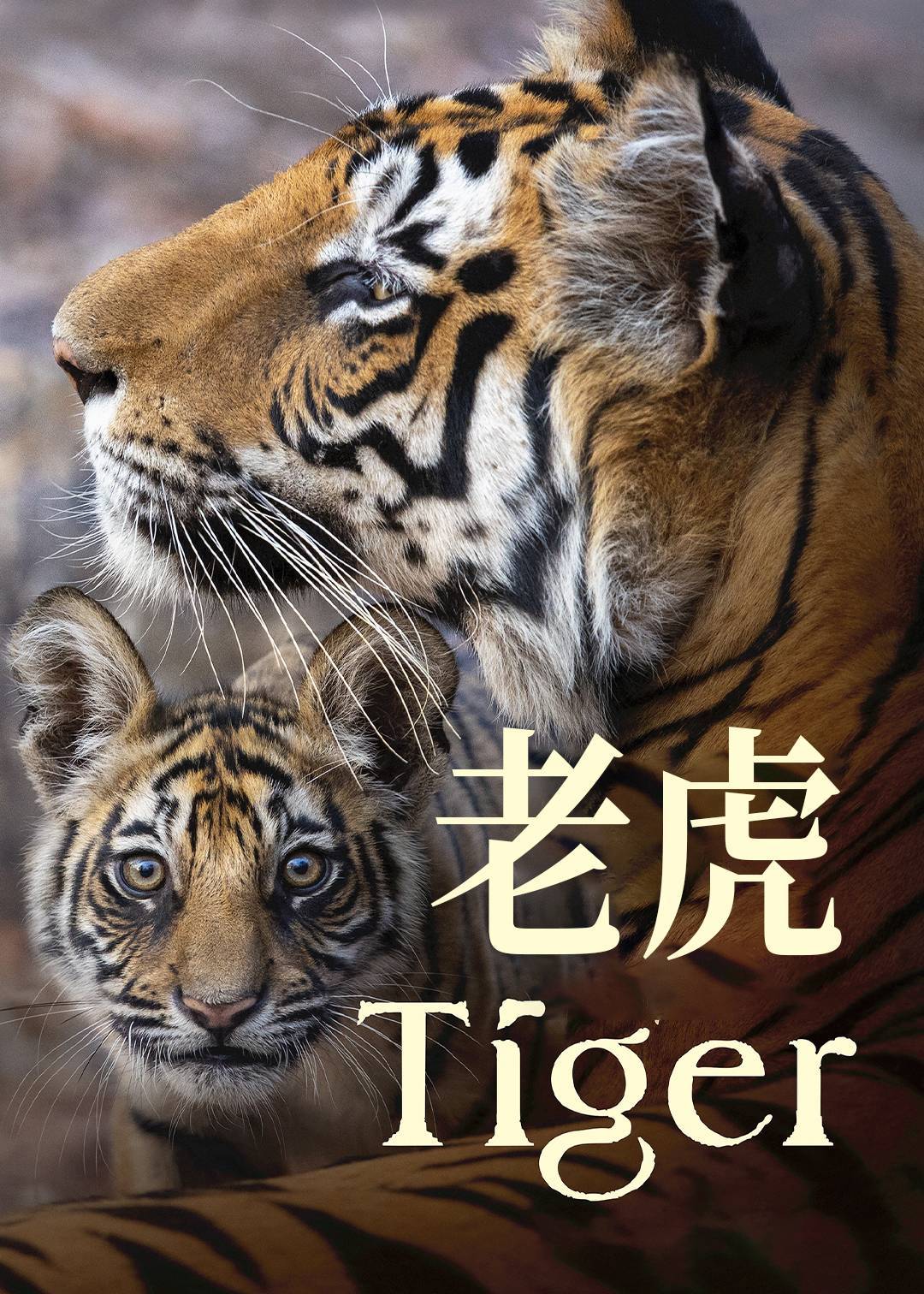 老虎封面图