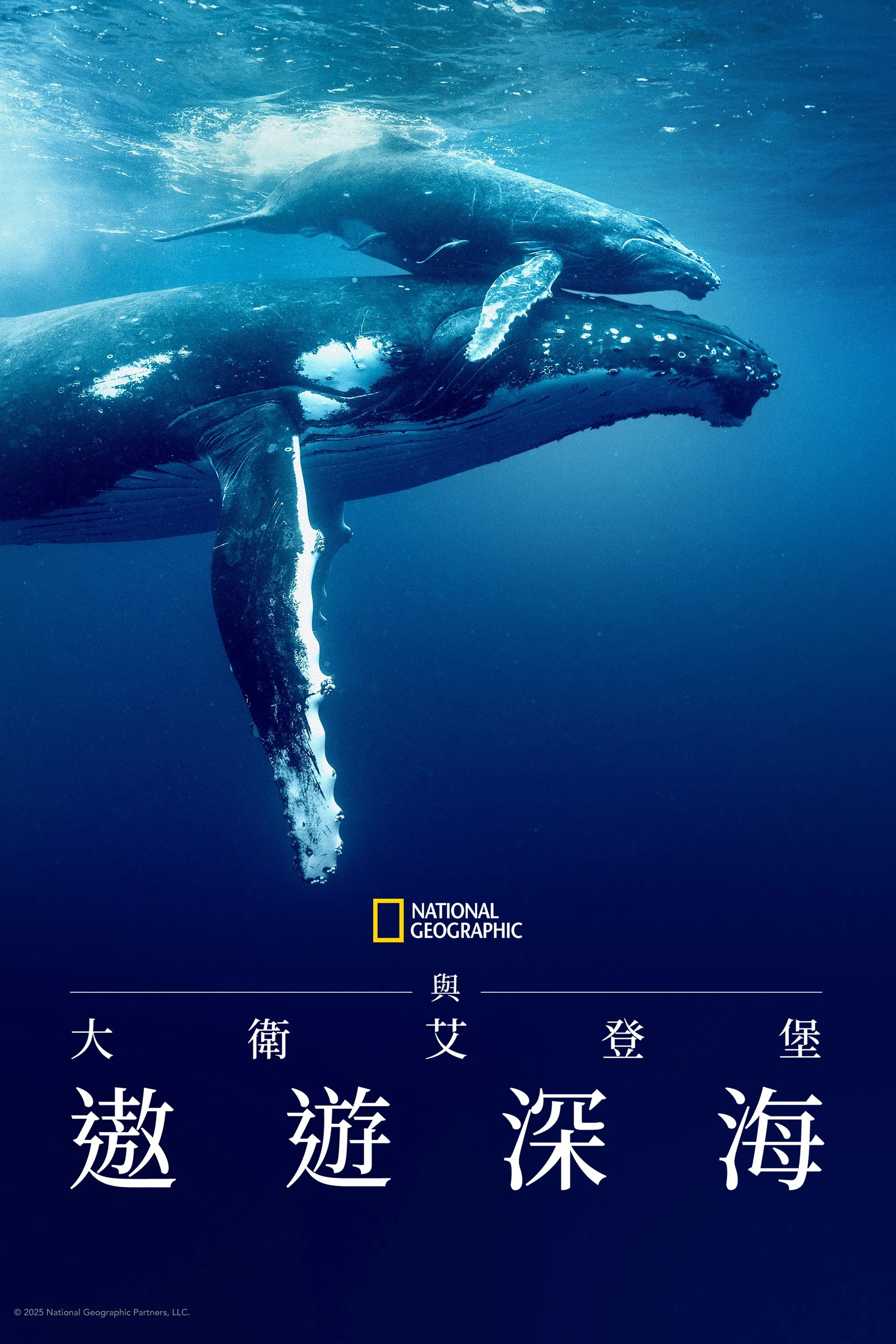大卫爱登堡：海洋封面图