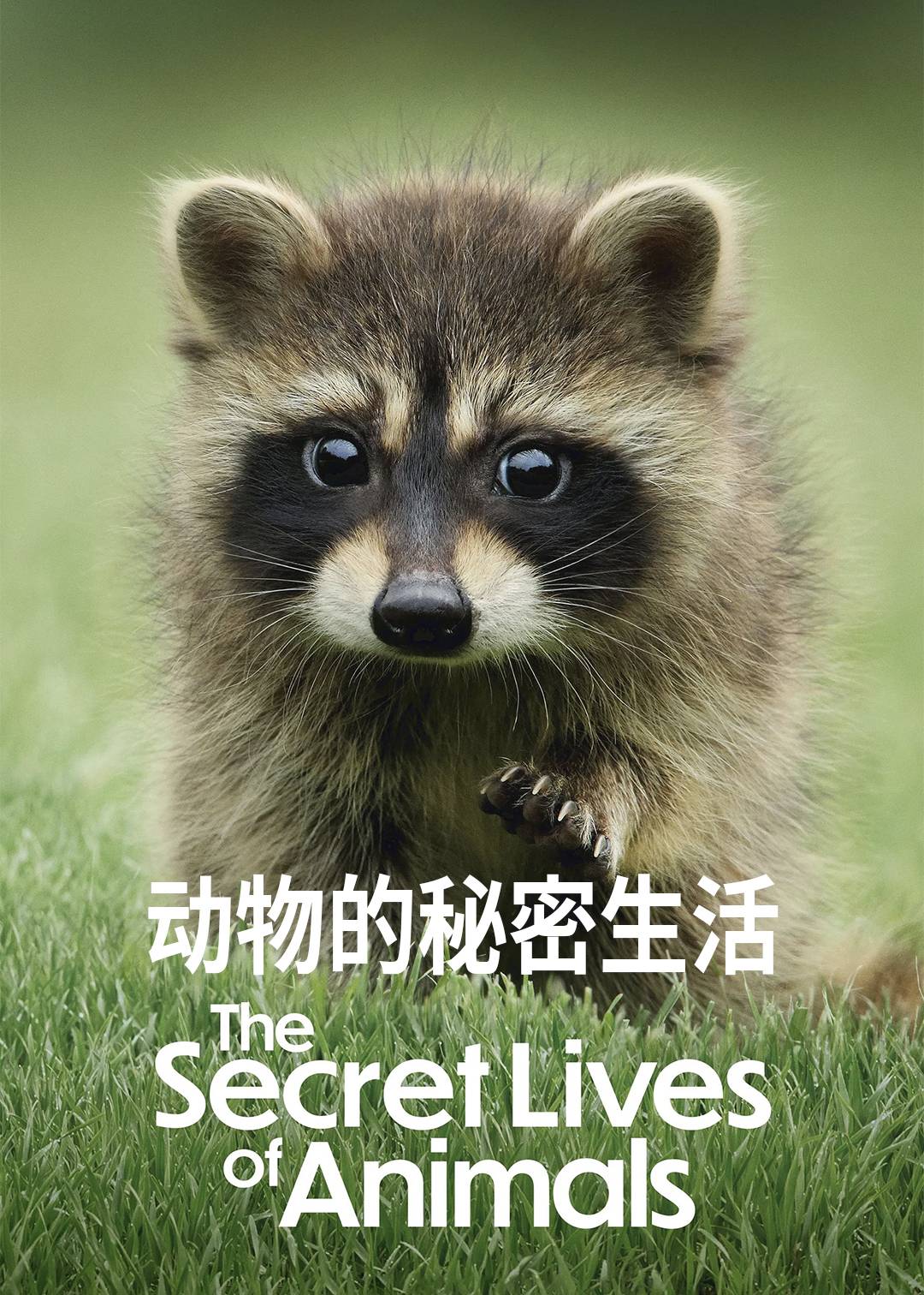 动物的秘密生活封面图