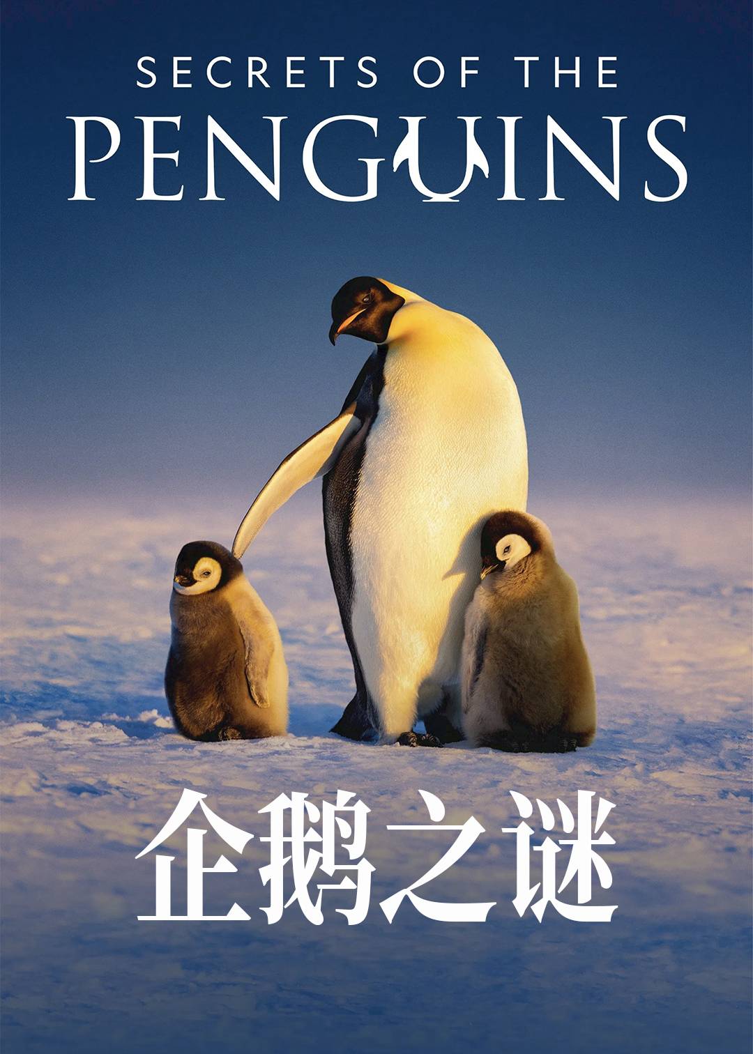 企鹅之谜封面图