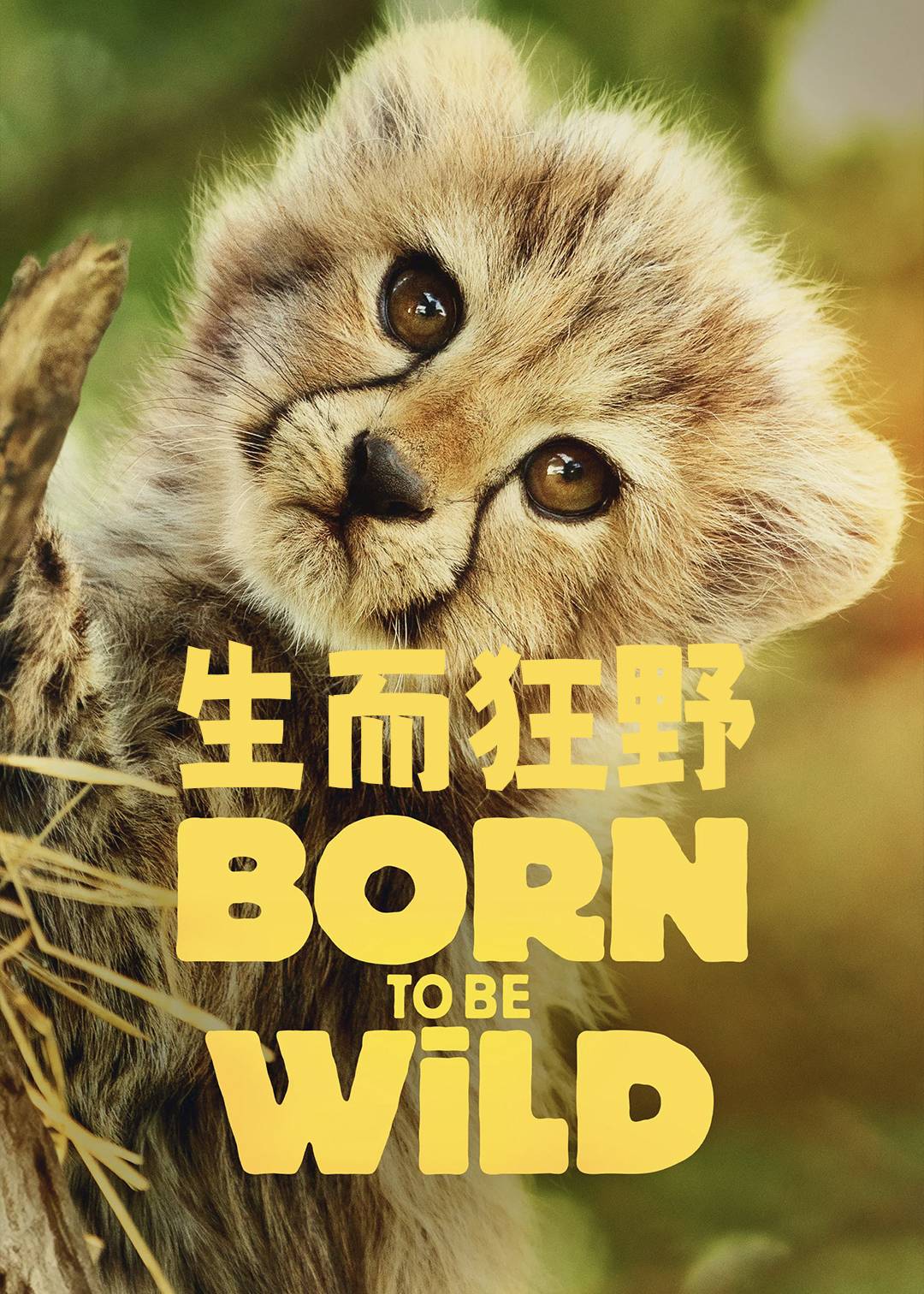 生而狂野封面图