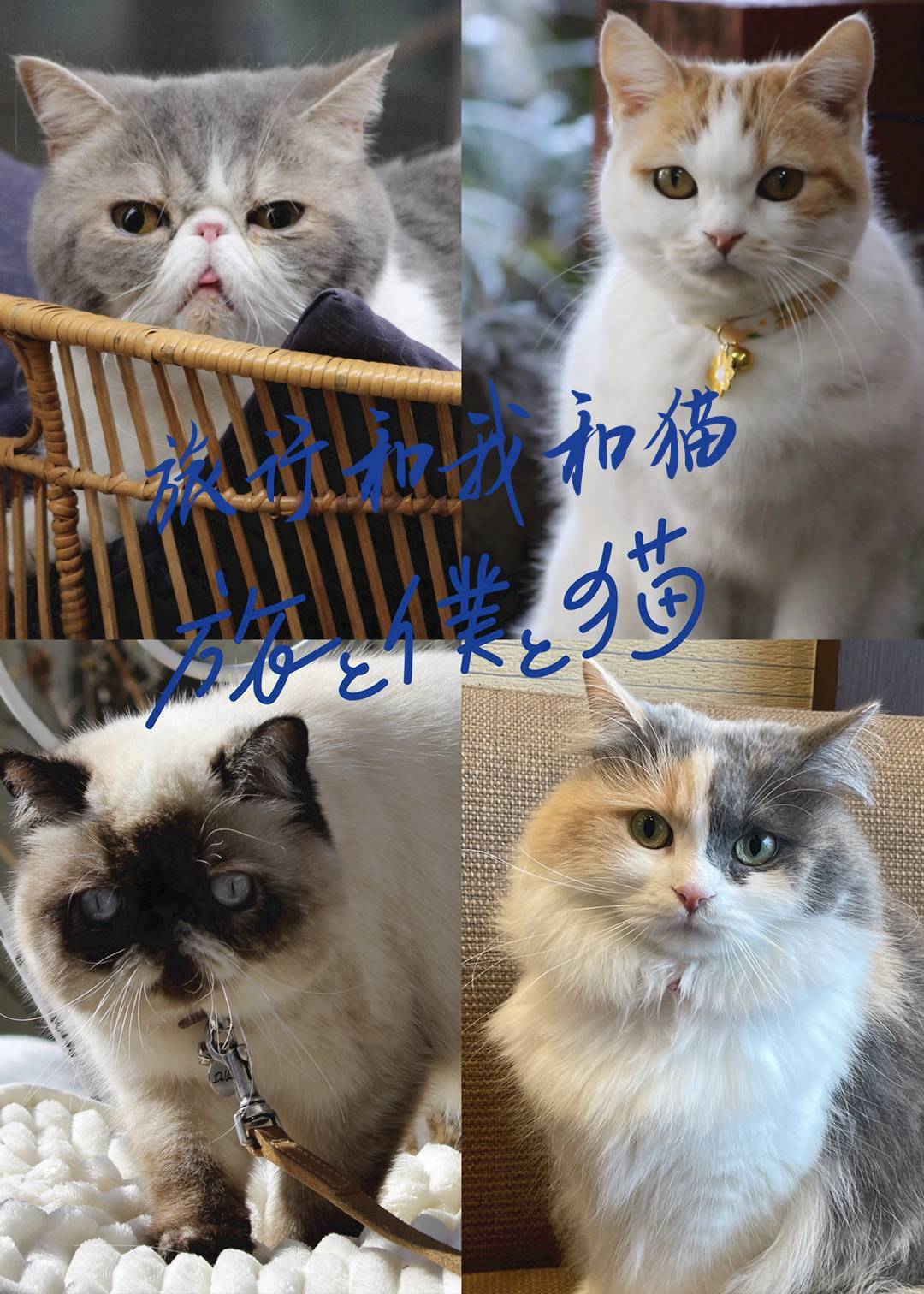旅行和我和猫