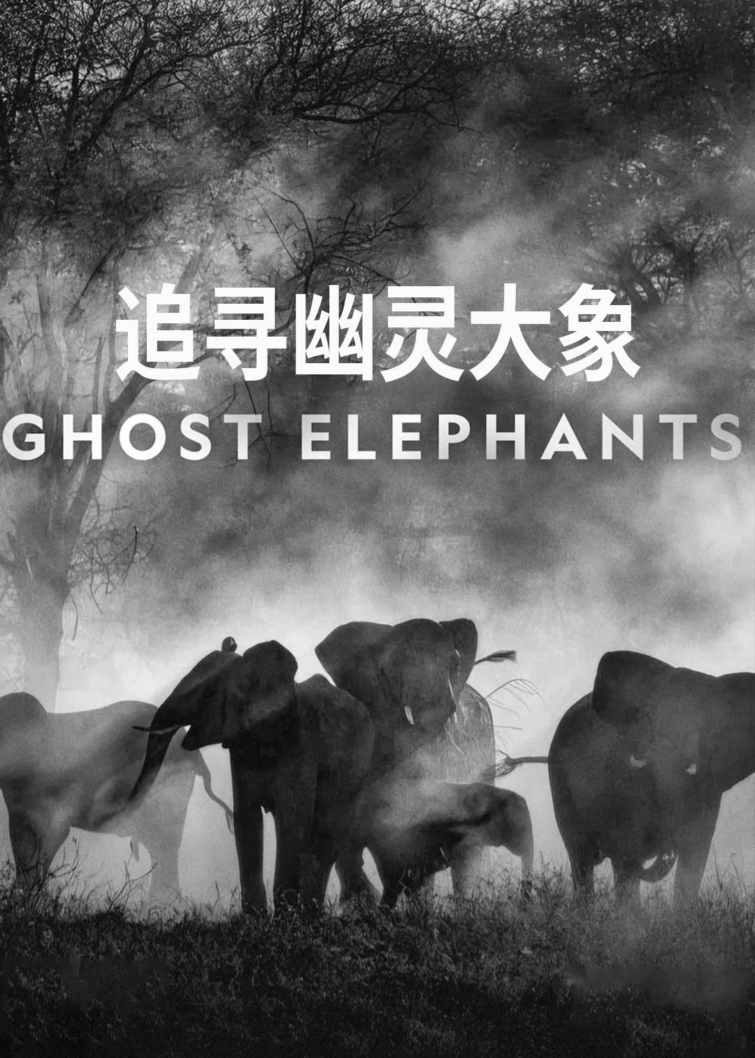 追寻幽灵大象封面图