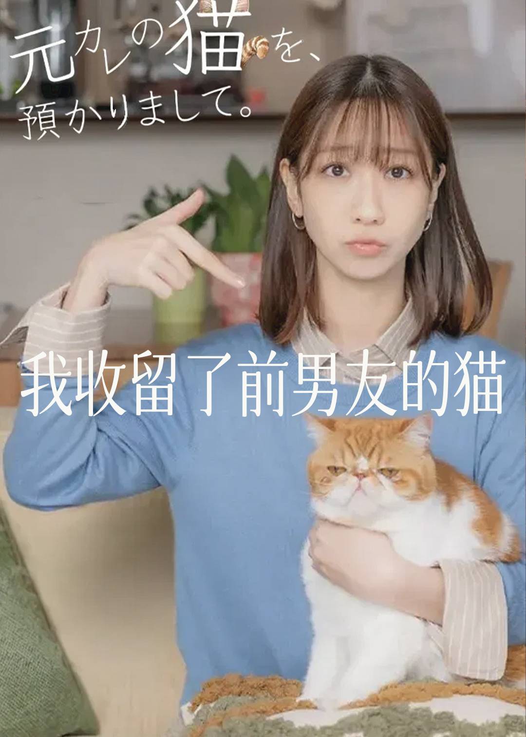 我收留了前男友的猫