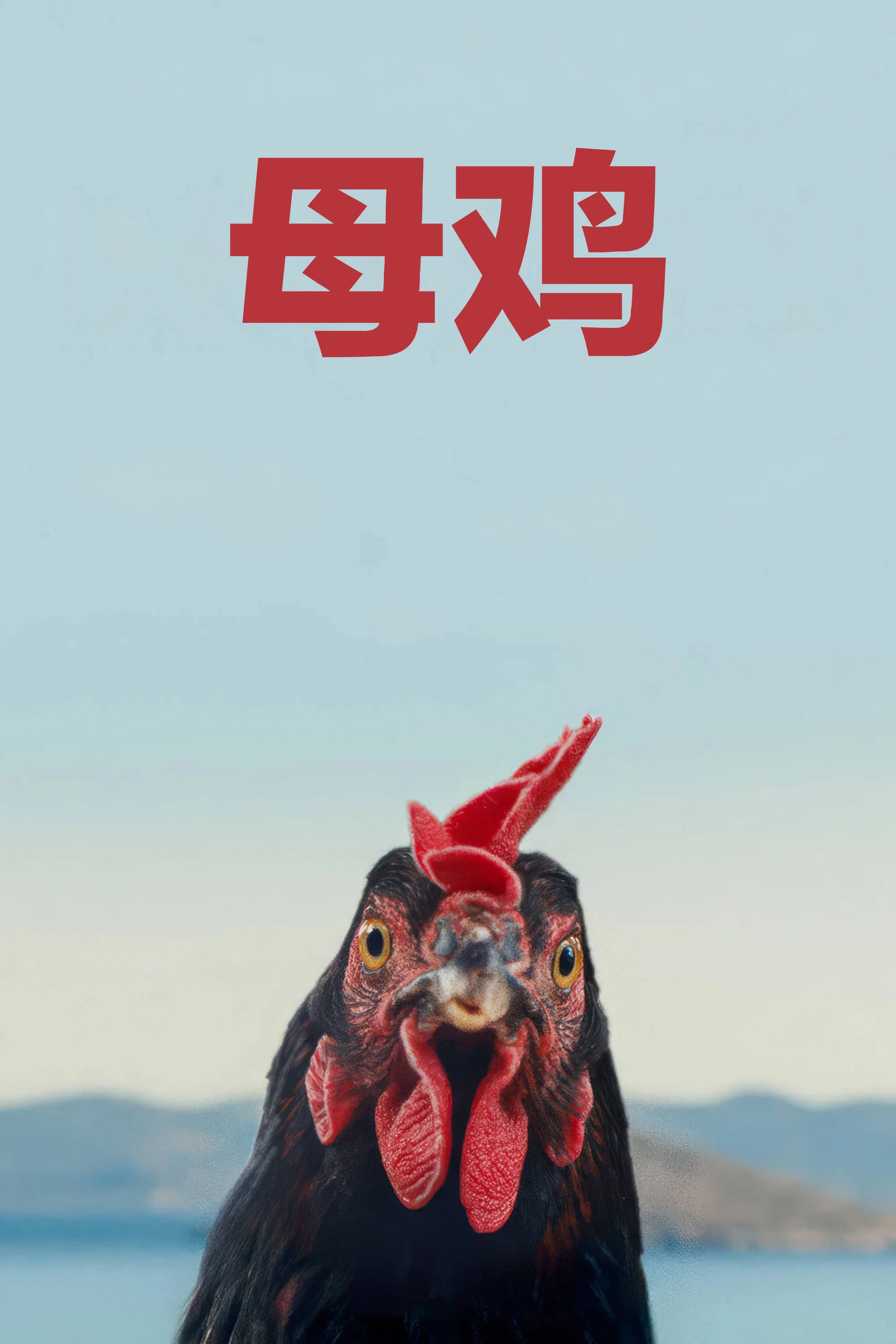 母鸡封面图
