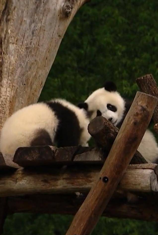 你绝对没见过的德中故事封面图