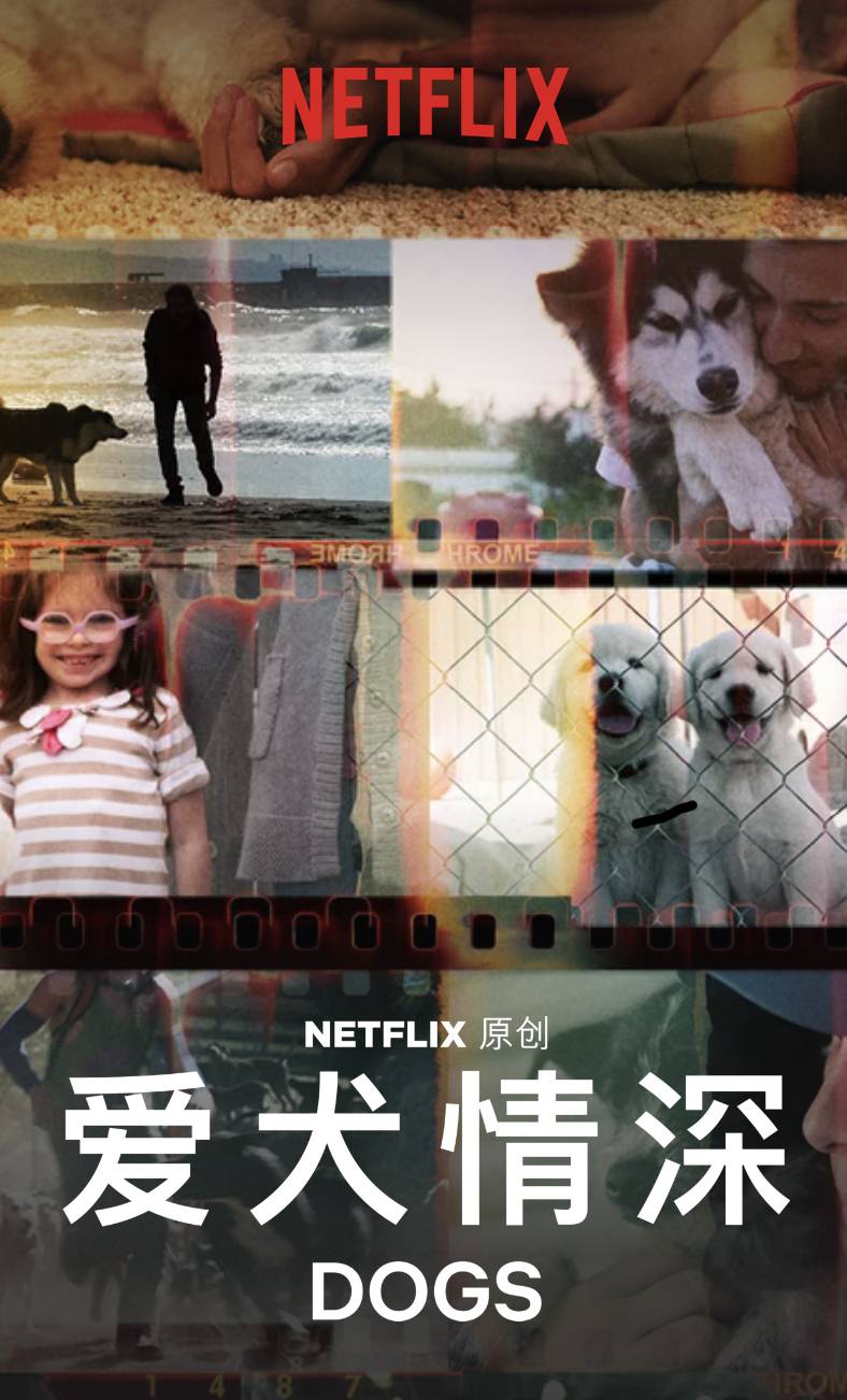 爱犬情深第二季封面图