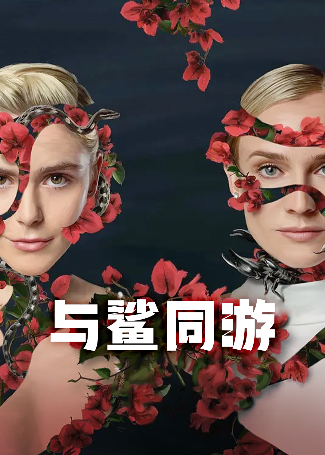 与鲨同游